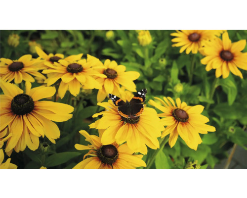 Sonnenhutblüten mit einem Schmetterling