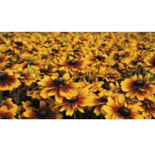 Feld mit Rudbeckia Blumen im Garten