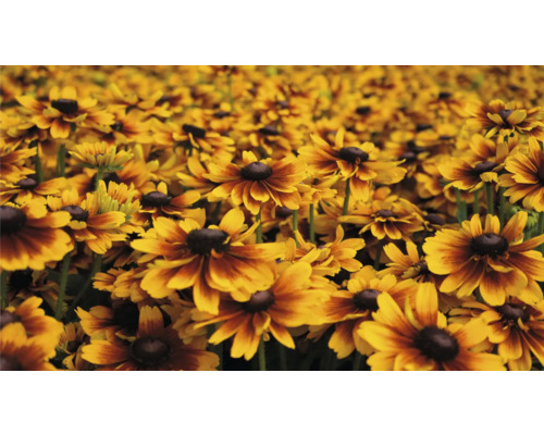 Feld mit Rudbeckia Blumen im Garten