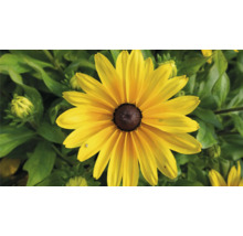 Gelber Sonnenhut im Gartenbeet