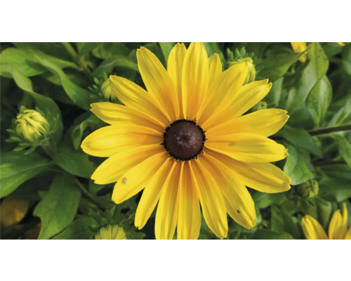 Gelber Sonnenhut im Gartenbeet