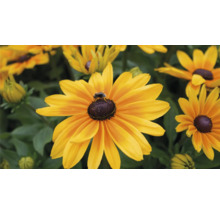 Nahaufnahme einer Rudbeckia Blüte mit einer Biene.