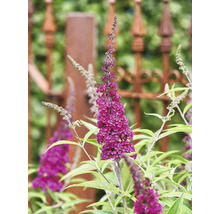 Blühender Schmetterlingsflieder im Garten