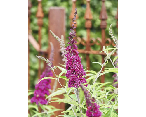 Sommerflieder, Schmetterlingsflieder Buddleja davidii 'Summer Teens ® Mats Magic Red' H 30-40 cm Co 3 L