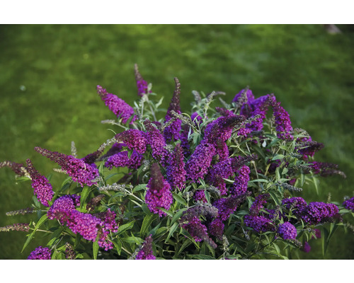 Sommerflieder, Schmetterlingsflieder Buddleja davidii 'Summer Kids ® Leni' H 40-50 cm Co 5 L Schmetterlingsflieder mit lilafarbenen Blüten im Garten