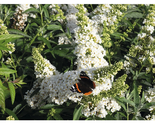 Sommerflieder, Schmetterlingsflieder Buddleja davidii 'Summer Kids ® Marie' H 40-50 cm Co 5 L Schmetterlingsflieder mit weißen Blüten und Schmetterling