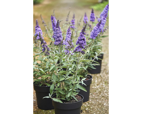 Sommerflieder, Schmetterlingsflieder Buddleja davidii 'Summer Kids ® Micki' H 40-50 cm Co 5 L Schmetterlingssträucher in Töpfen mit violetten Blütenständen