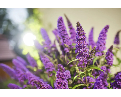 Sommerflieder, Schmetterlingsflieder Buddleja davidii 'Summer Kids ® Romy' H 40-50 cm Co 5 L Schmetterlingsflieder Blütenstand im Detail