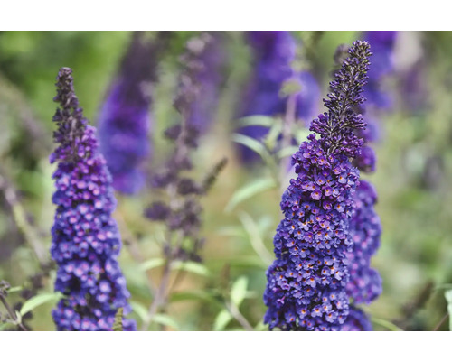 Sommerflieder, Schmetterlingsflieder Buddleja davidii 'Summer Teens ® Bruno Blue' H 40-50 cm Co 5 L Nahaufnahme einer blühenden Schmetterlingsflieder Pflanze im Garten