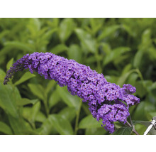 Schmetterlingsfliederblüte vor grünem Hintergrund