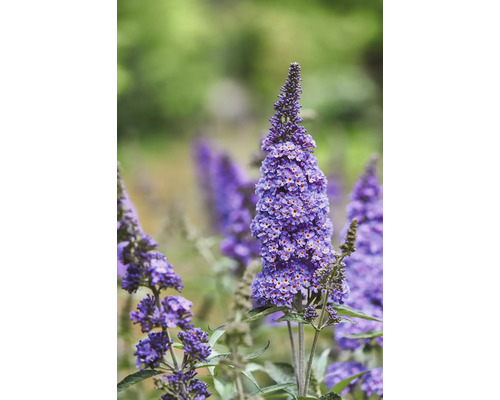 Sommerflieder, Schmetterlingsflieder Buddleja davidii ‘Summer Kids ® Micki‘ H 30-40 cm Co 3 L