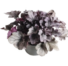 Heuchera Pflanze im Topf