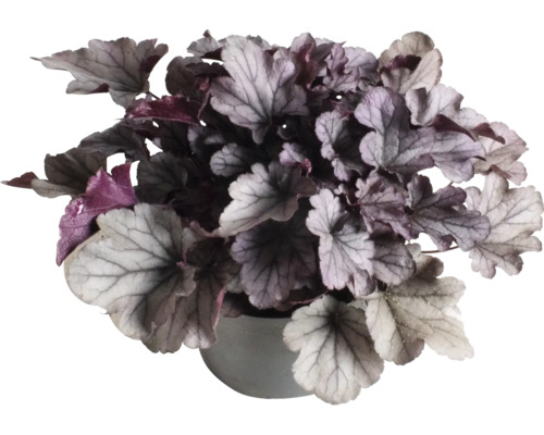Purpurglökchen Heuchera 'Indian Summer Silver' H 5-20 cm Co 1,5 L