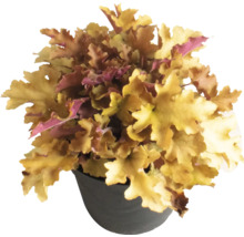 Heuchera in einem Topf