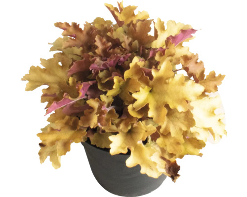Purpurglökchen Heuchera 'Indian Summer Orange' H 5-20 cm Co 1,5 L