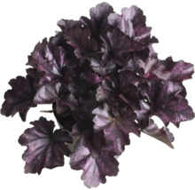 Heuchera Pflanze im Topf mit dunkel gefärbten Blättern