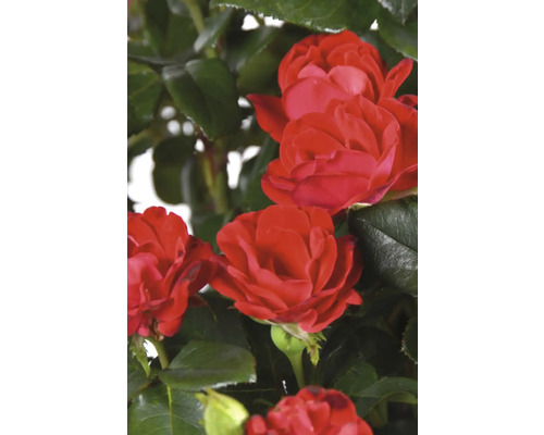 Rote Rosenblüten mit grünen Blättern