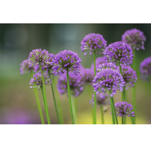 Nahaufnahme von Zierlauchblüten im Garten
