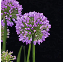 Nahaufnahme einer Zierlauchblüte