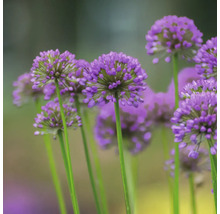 Nahaufnahme von Zierlauchblüten mit langen Stielen