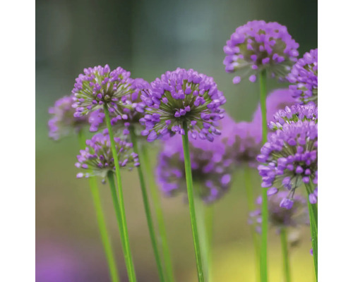 Nahaufnahme von Zierlauchblüten mit langen Stielen