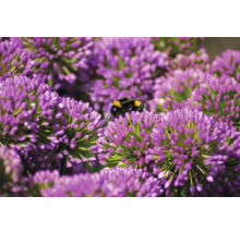 Nahaufnahme von lila Zierlauchblüten mit einer Hummel