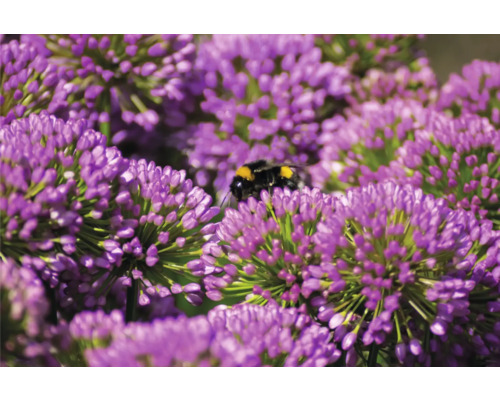 Nahaufnahme von lila Zierlauchblüten mit einer Hummel