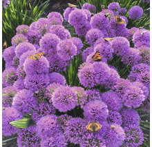 Zierlauchblüten mit Schmetterlingen im Garten