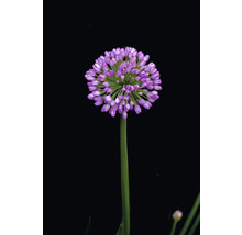 Zierlauchblüte auf Stiel