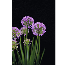 Blühender Zierlauch mit runden, violetten Blütenständen und grünen Stielen.