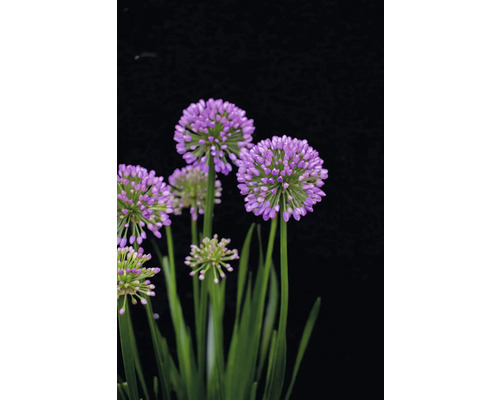 Blühender Zierlauch mit runden, violetten Blütenständen und grünen Stielen.