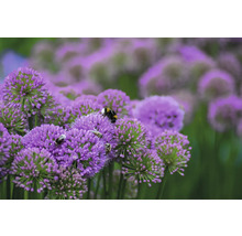 Nahaufnahme von Zierlauchblüten mit Insekten.