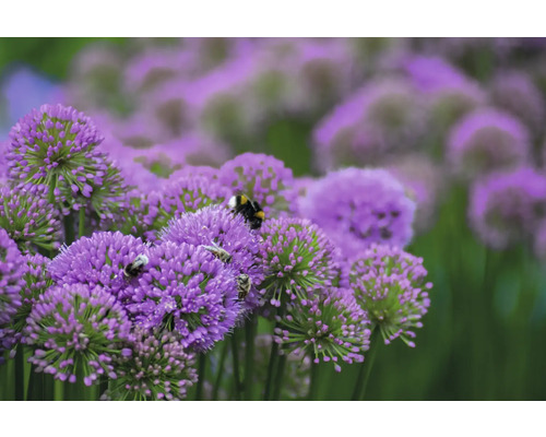 Nahaufnahme von Zierlauchblüten mit Insekten.