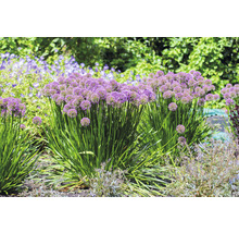 Zierlauch im Gartenbeet