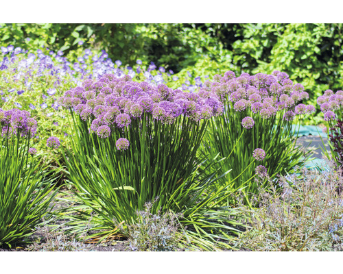 Zierlauch im Gartenbeet