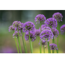 Nahaufnahme von lila Zierlauch im Garten.