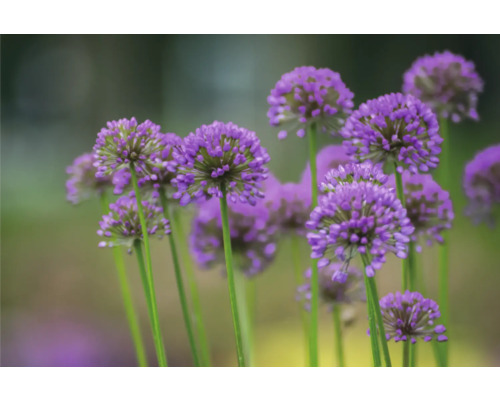 Nahaufnahme von lila Zierlauch im Garten.