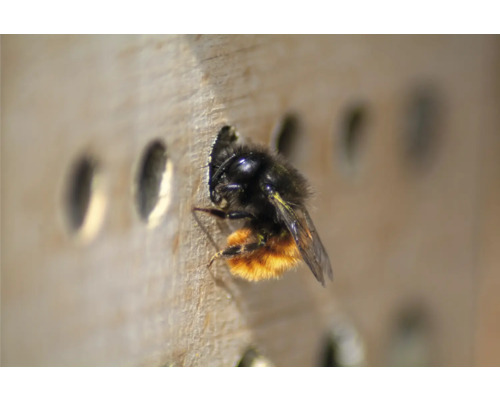 Nahaufnahme einer Mauerbiene, die in ein Insektenhotel kriecht