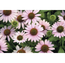 Nahaufnahme von rosa blühenden Sonnenhüten