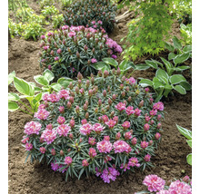 Drei Rhododendronbüsche im Gartenbeet