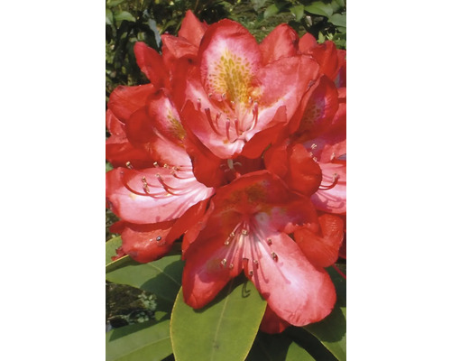 Nahaufnahme einer roten Rhododendronblüte