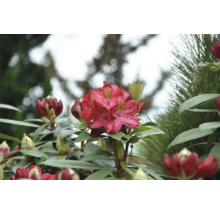 Nahaufnahme einer blühenden, roten Rhododendron Pflanze.