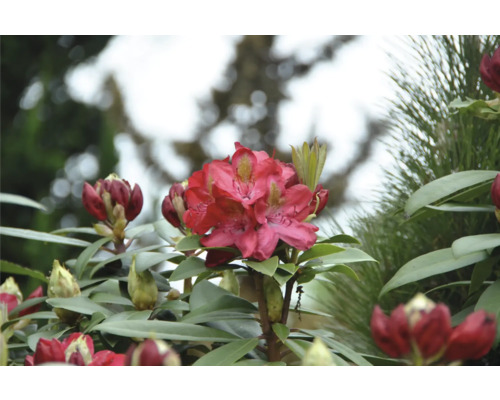Nahaufnahme einer blühenden, roten Rhododendron Pflanze.