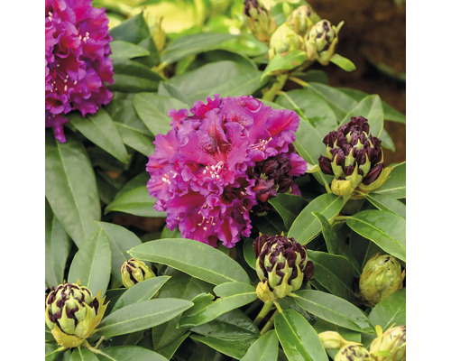 Großblumige Alpenrose FloraSelf Rhododendron Hybride 'Dramatic Dark' ® H 30-40 cm Co 6 L Nahaufnahme einer purpurroten Rhododendronblüte mit grünen Blättern und Blütenknospen.