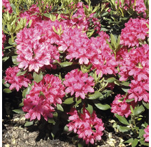 Rhododendron mit Blättern und Blüten