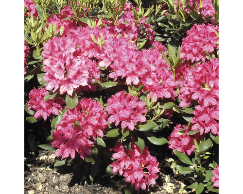 Großblumige Alpenrose FloraSelf Rhododendron Hybride 'Wine and Roses' ® H 30-40 cm Co 6 L Rhododendron mit Blättern und Blüten