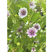 Nahaufnahme von Malvengewächsen im Garten