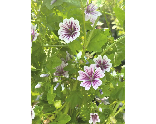 Wilde Malve FloraSelf Malva sylvestris H 10-40 cm Co 3 L Nahaufnahme von Malvengewächsen im Garten