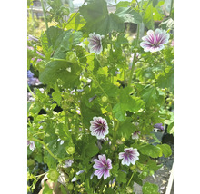 Moschusmalve mit Blüten und grünen Blättern.