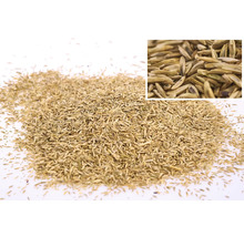 Nahaufnahme von Grassamen